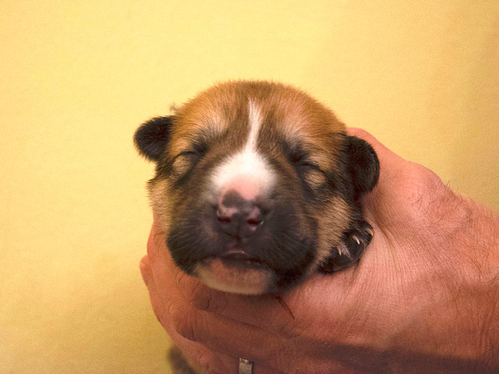 chinook puppy